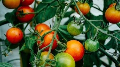 Comment protéger les tomates en serre du Mildiou