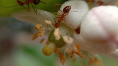 Astuces naturelles pour lutter efficacement contre les fourmis dans les serres de jardin
