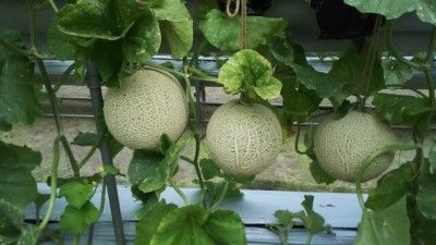 Cultiver du melon sous serre : Pourquoi et comment réussir cette culture ?