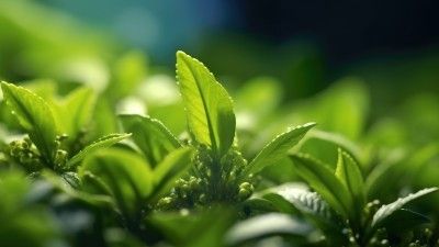 Cultiver les plantes aromatiques sous serre de jardin : conseils et astuces pour un potager réussi
