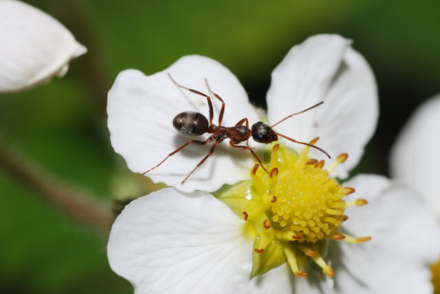 astuces naturelle contre les fourmis dans une serre de jardin
