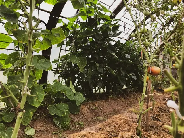 culture tomate sous serre de jardin avec tuteur